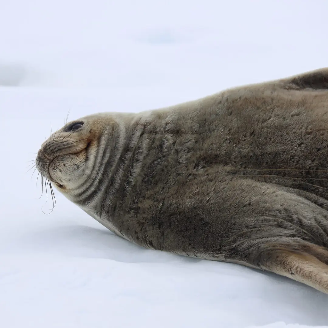 Антарктида, 1 место в экспедиции с 5 по 17 февраля 2025 года